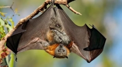 Ferry fucking velika (kalong)